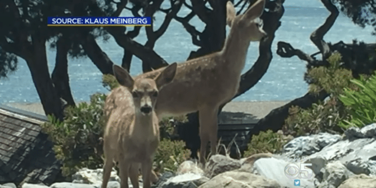 Man Illegally Kills Deer with a Pellet Gun in San Fran Suburb