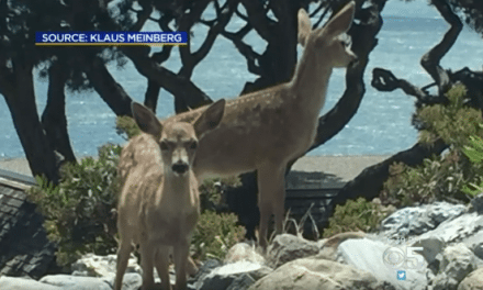 Man Illegally Kills Deer with a Pellet Gun in San Fran Suburb