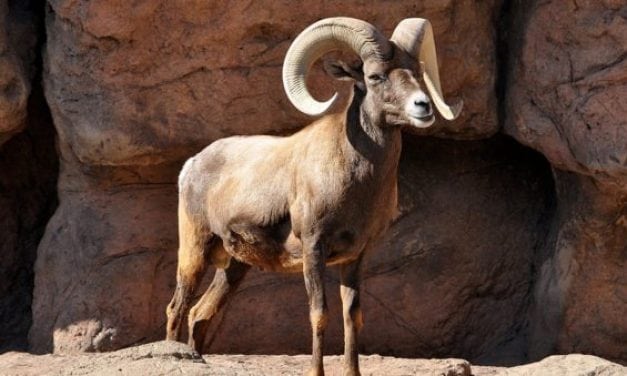 Man Loses Hunting Permit for Two Years for Wasting Sheep Meat