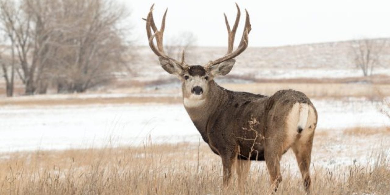 Man Under Investigation for Illegally Hunting 5 Mule Deer