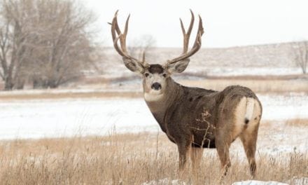 Man Under Investigation for Illegally Hunting 5 Mule Deer