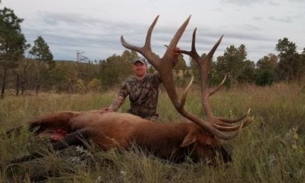 Massive Elk Could be New Record in Nebraska