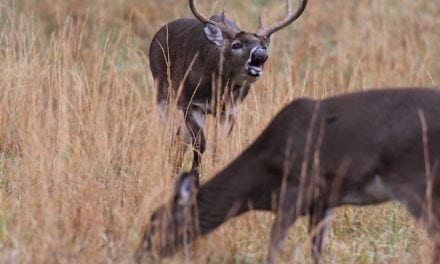 Minnesota Prairie Whitetails in the ‘Big Wide Open’