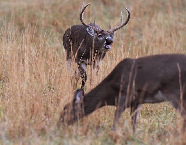 Minnesota Prairie Whitetails in the ‘Big Wide Open’