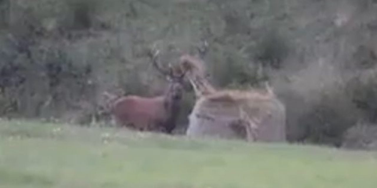 Monster Bull Elk Attacks a Hay Bale and Tosses It Around Like It’s Nothing