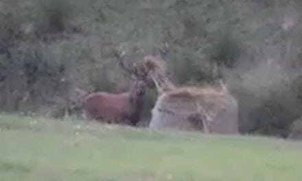 Monster Bull Elk Attacks a Hay Bale and Tosses It Around Like It’s Nothing