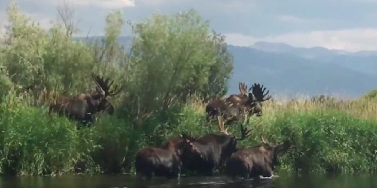 Moose Math: See If You Can Count How Many Bulls Are In This Video