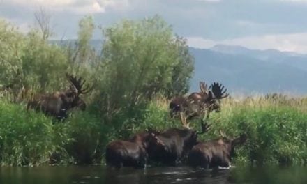 Moose Math: See If You Can Count How Many Bulls Are In This Video