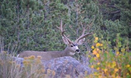 Mule Deer On California Public Land