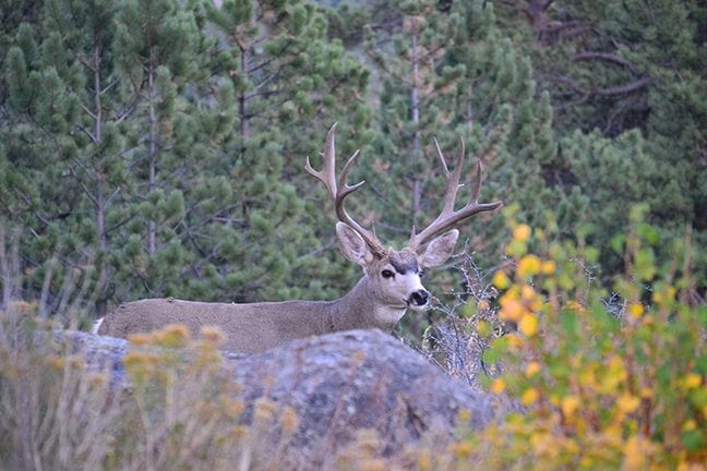 Mule Deer On California Public Land