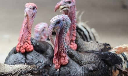 New England Fall Turkey Forecast 2017