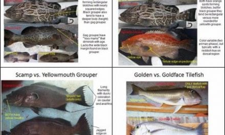 NOAA Online Species Guide Is Now Available