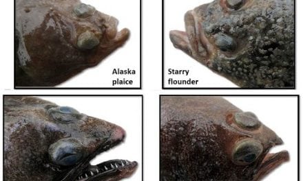 NOAA Study of Flatfish Feeding
