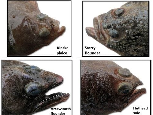 NOAA Study of Flatfish Feeding