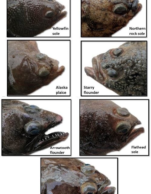 NOAA Study of Flatfish Feeding