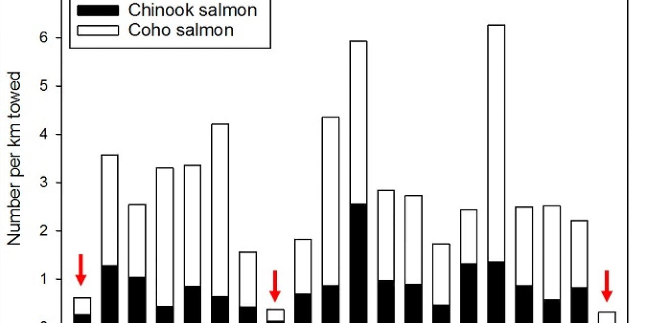 Ocean surveys show poor outlook for Columbia salmon