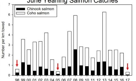 Ocean surveys show poor outlook for Columbia salmon