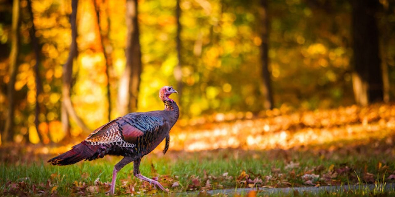 Ohio’s Fall Turkey Hunting Outlook Outdoor Enthusiast Lifestyle Magazine