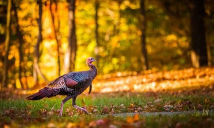 Ohio’s Fall Turkey Hunting Outlook