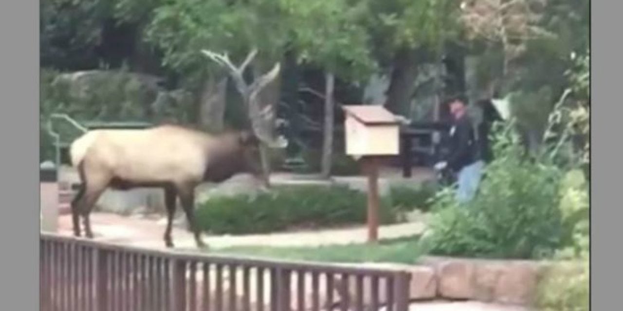 Park Staffer Attacked By Elk in Estes Park, Colorado