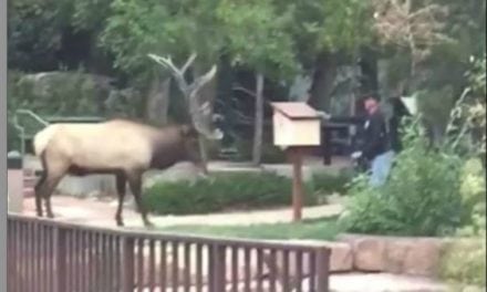 Park Staffer Attacked By Elk in Estes Park, Colorado