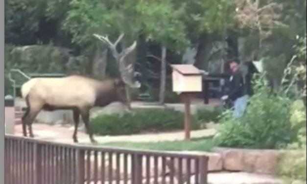 Park Staffer Attacked By Elk in Estes Park, Colorado