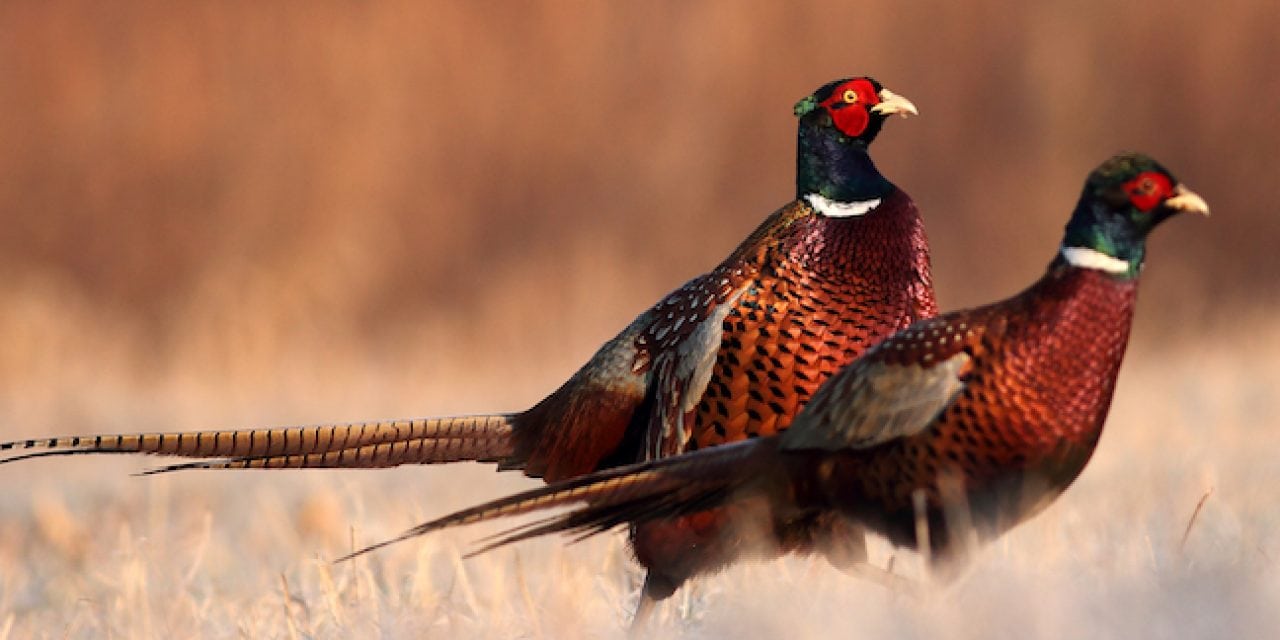 Pheasant Hunting: Strategies to Stop a Running Rooster