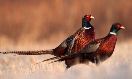 Pheasant Hunting: Strategies to Stop a Running Rooster