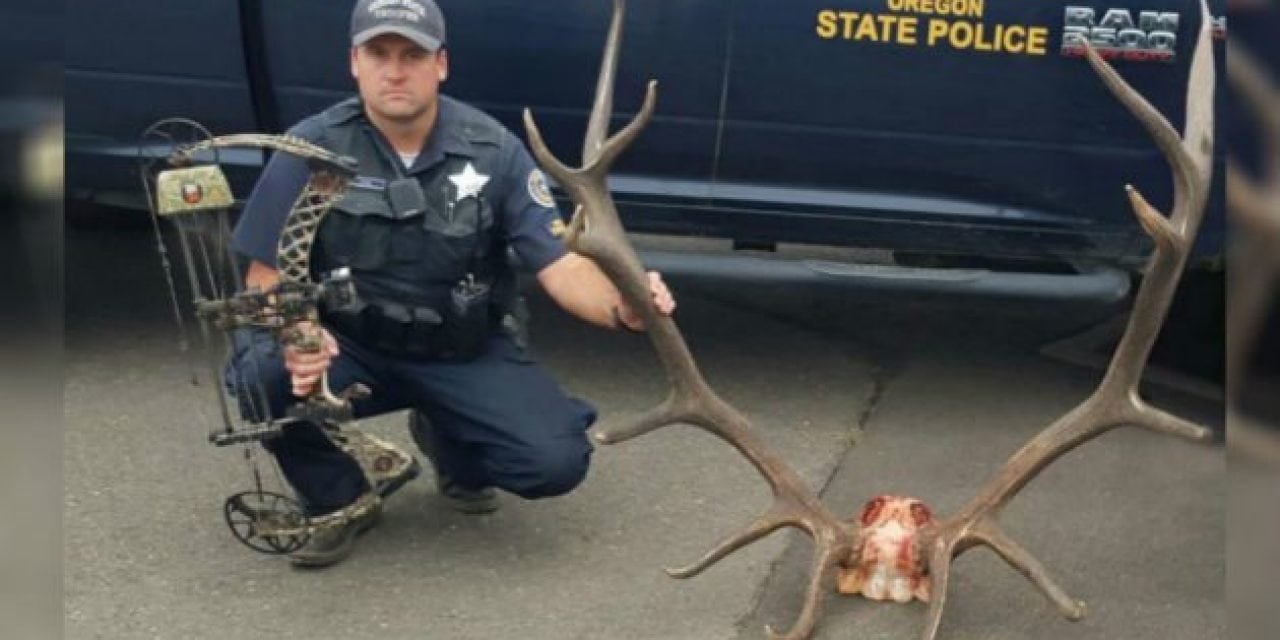 Poachers Cited In Taking Of Trophy 8×6 Bull Elk In Oregon