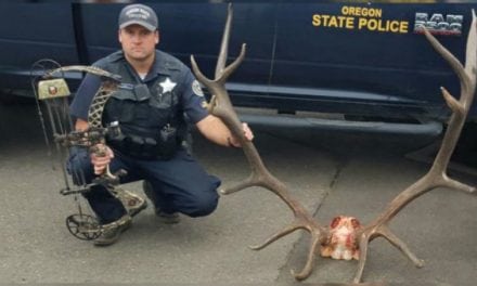 Poachers Cited In Taking Of Trophy 8×6 Bull Elk In Oregon