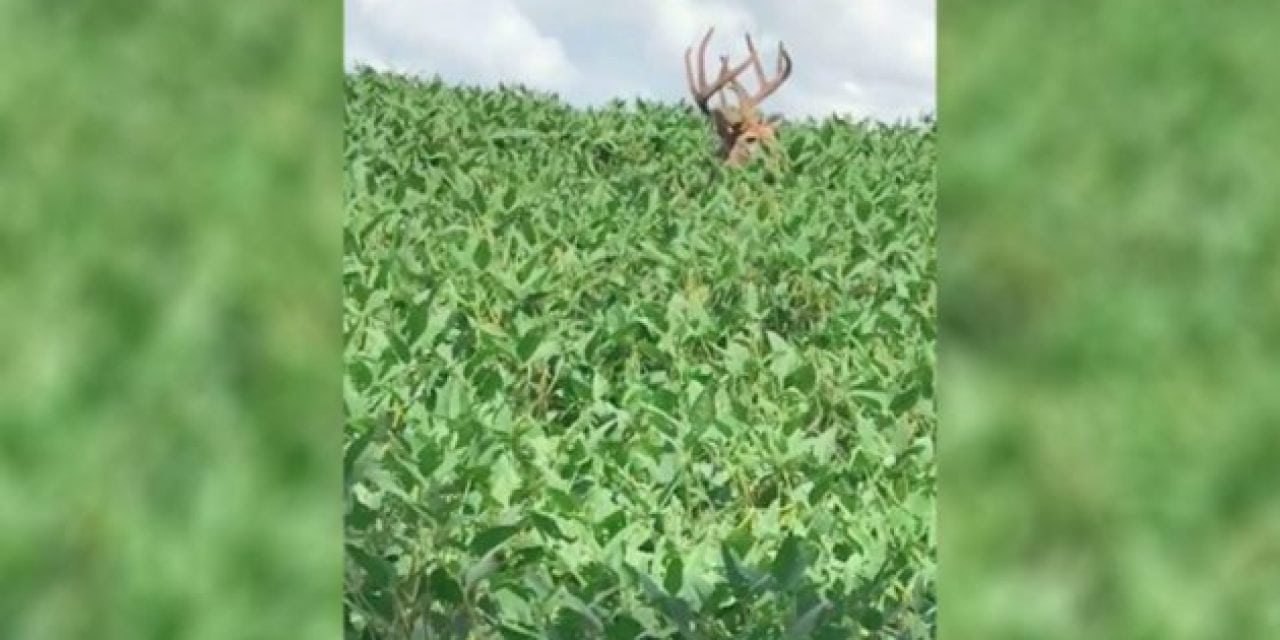 Pre-Season Heart-Thumper: Could You Get This Close to a Buck Like This?