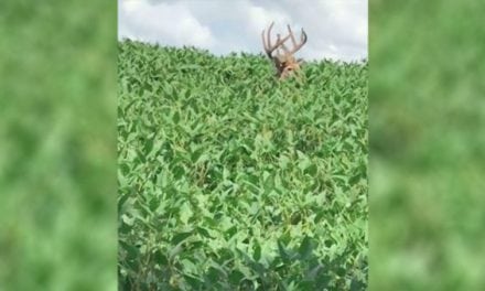 Pre-Season Heart-Thumper: Could You Get This Close to a Buck Like This?