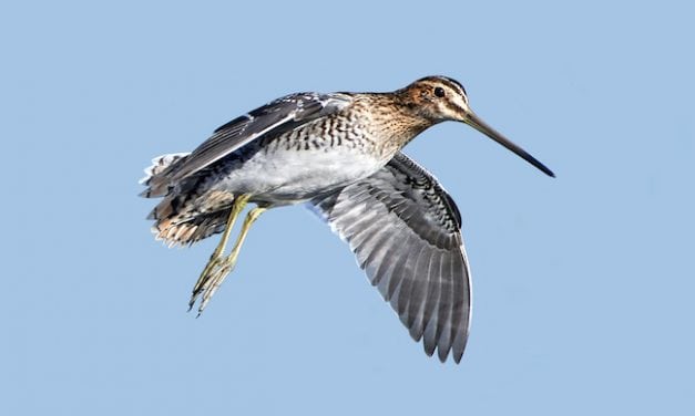 Prime Small Game & Bird Hunting Options