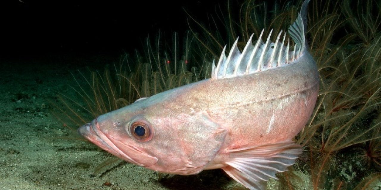 Protected Waters Foster Resurgence of West Coast Rockfish