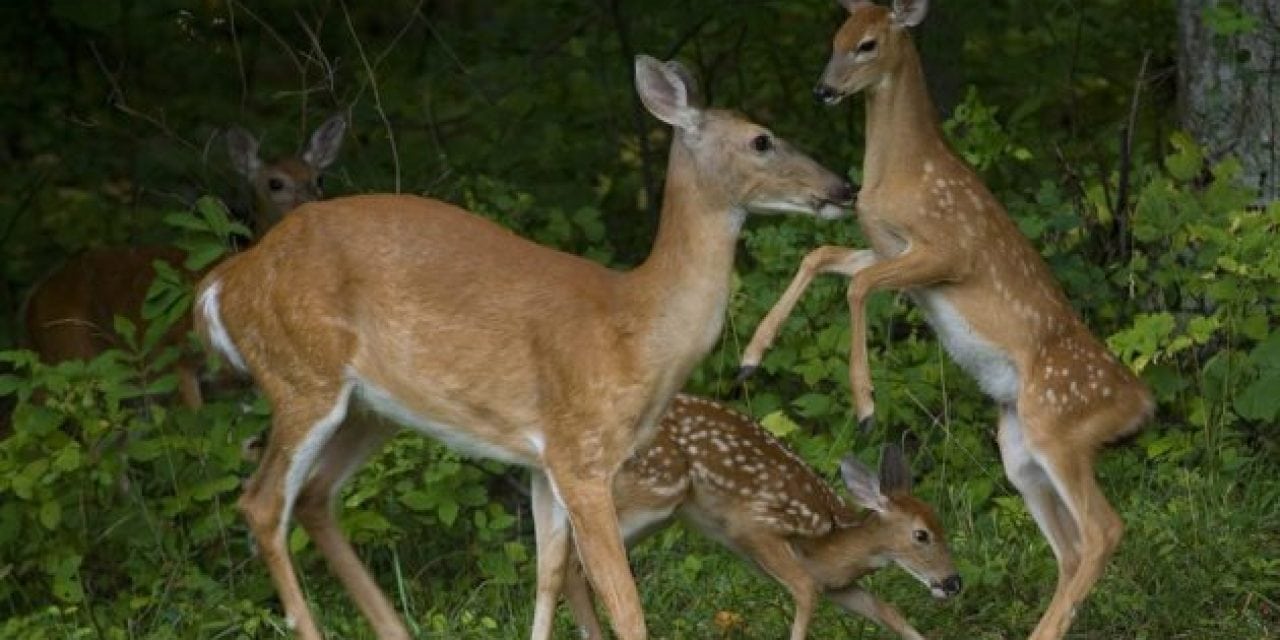 Rabid Deer Confirmed in North Carolina