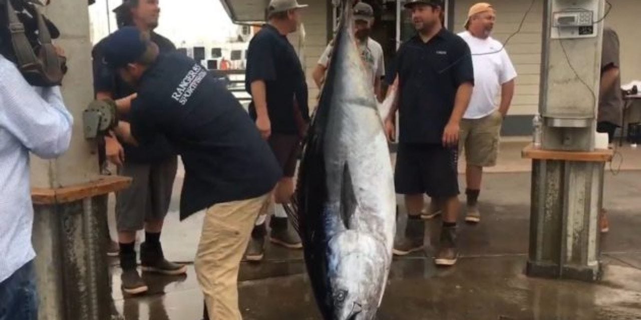 Record Breaking Bluefin Tuna Caught Off the San Clemente Coast