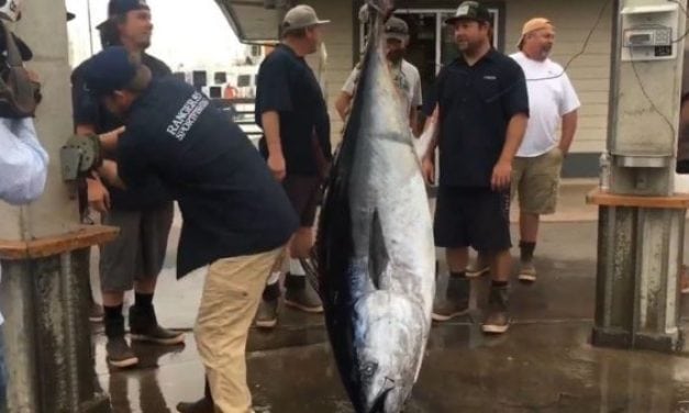 Record Breaking Bluefin Tuna Caught Off the San Clemente Coast