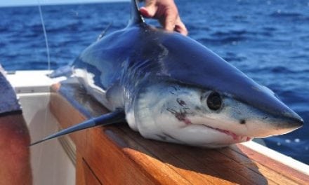 Shark Fishing Tips From Out Friends In New York