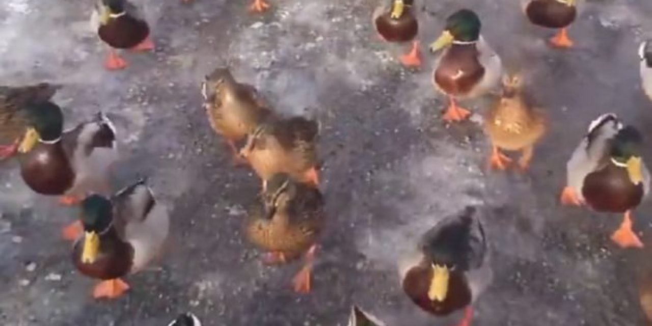 Sorry Waterfowl Hunters, You Will Never Be as Powerful as “The Duck Lord”