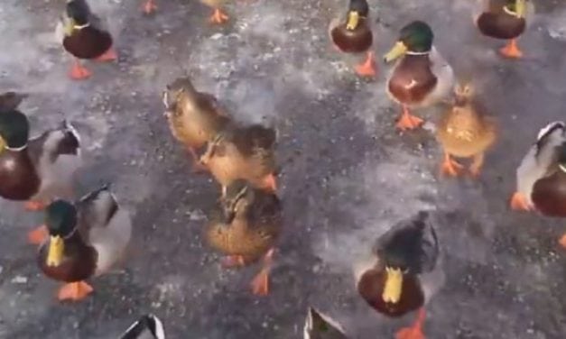 Sorry Waterfowl Hunters, You Will Never Be as Powerful as “The Duck Lord”
