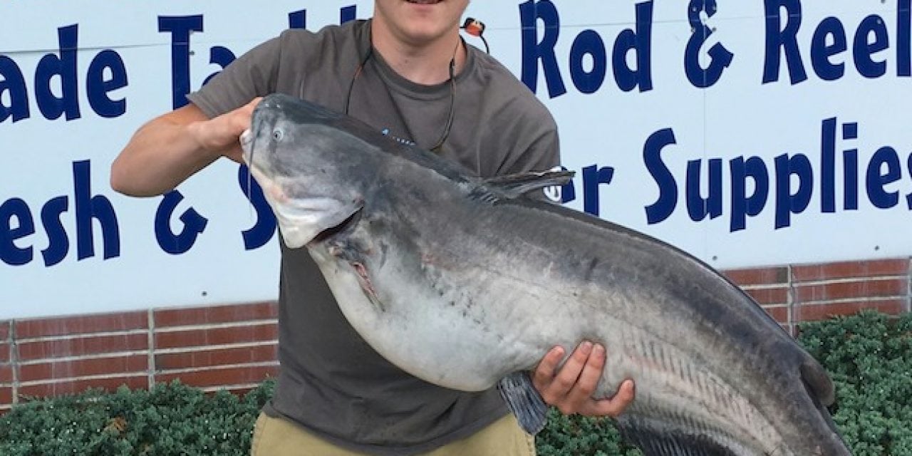 State Record Catfish Beats Mark by 11 Pounds