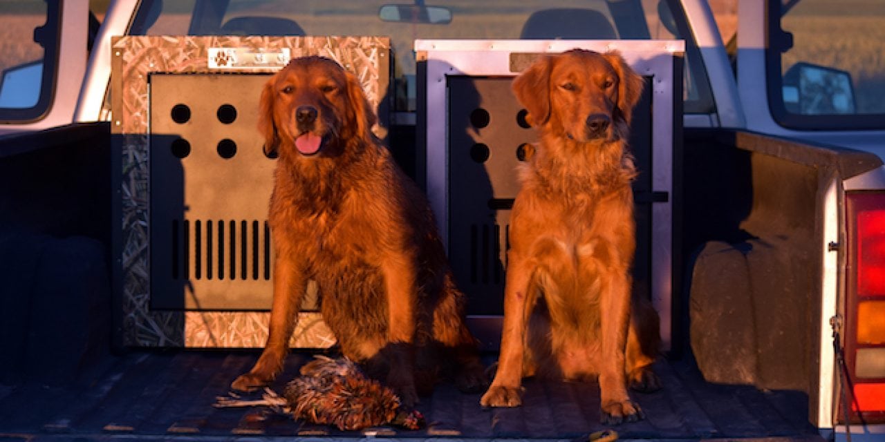 ‘Steady to Shot’ Tips for Training Waterfowl Dogs