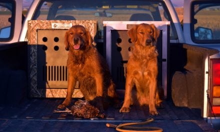 ‘Steady to Shot’ Tips for Training Waterfowl Dogs