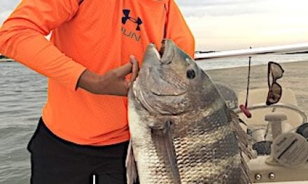 ‘Strong Tug’ Results in State Record Sheepshead