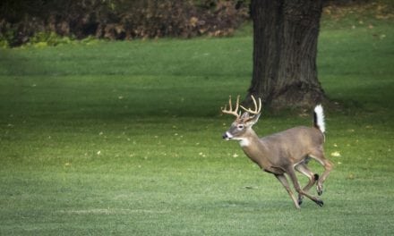 Hunting Suburban Deer