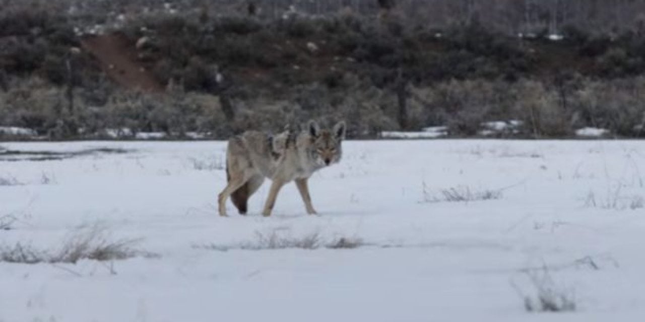 Sundance Film “Wind River” Brings Predator Hunting to the Big Screen