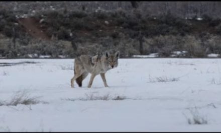 Sundance Film “Wind River” Brings Predator Hunting to the Big Screen