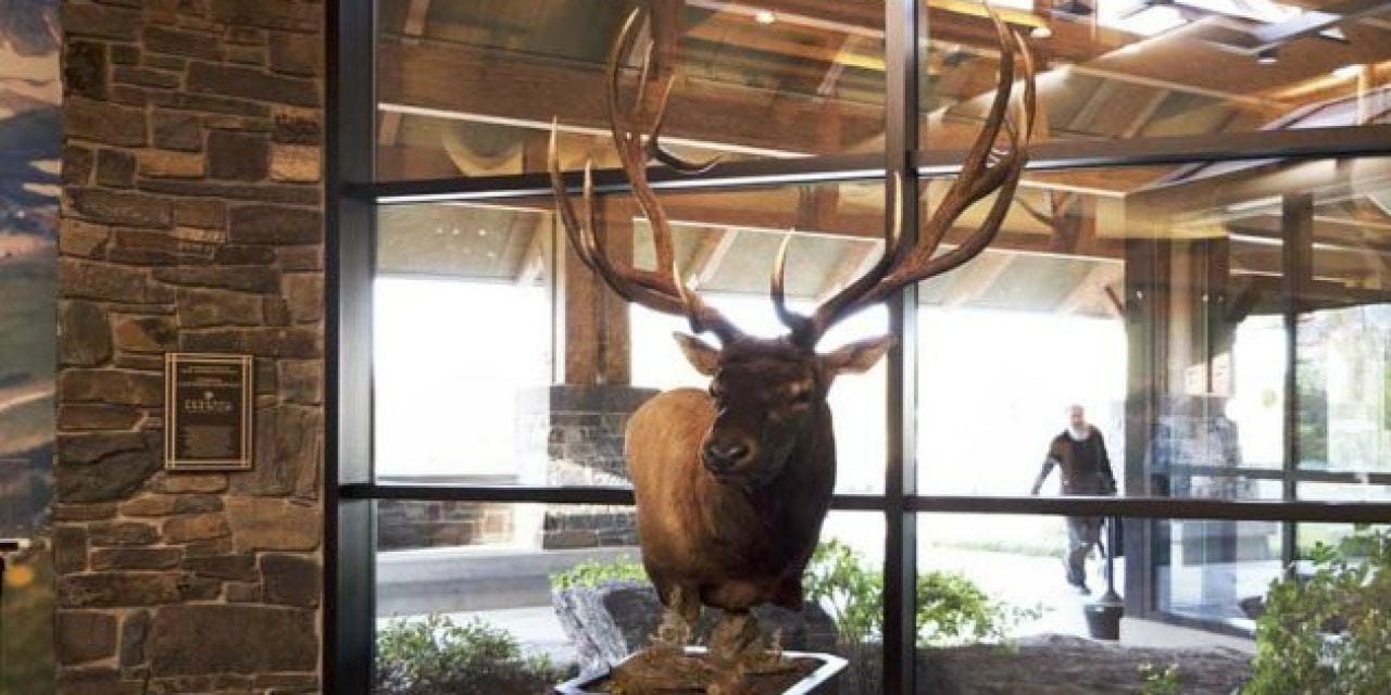 The Archery World Record Elk Is Now On Display For All To See