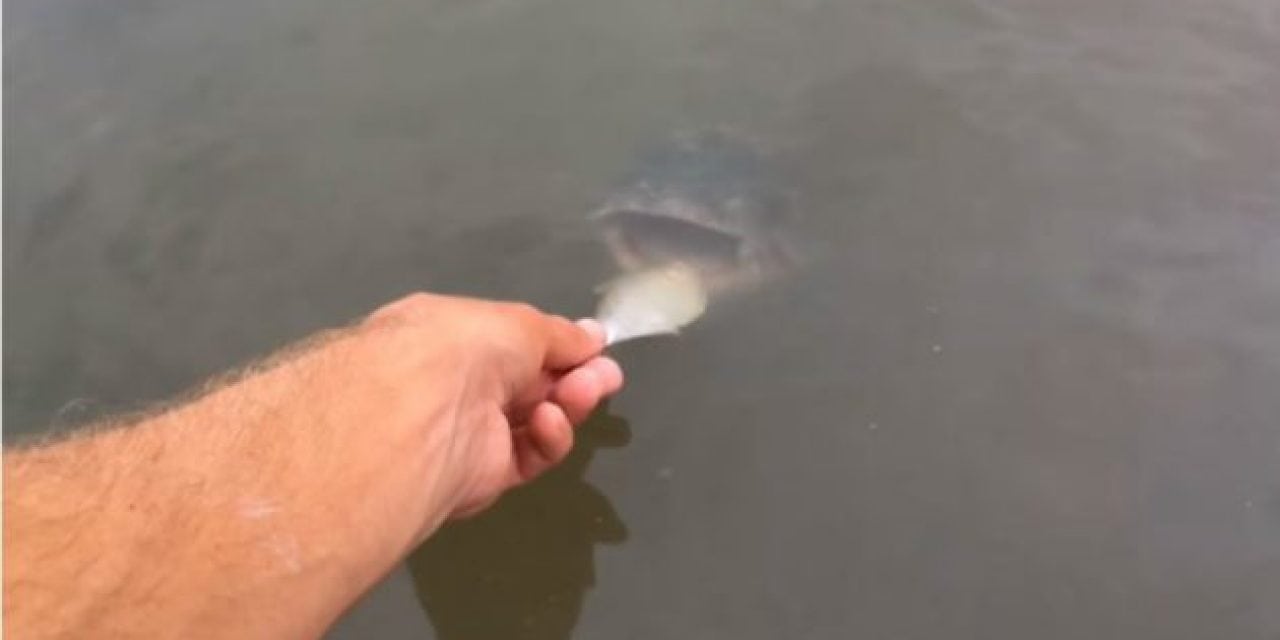 The Fish Whisperer’s Pet Fish Survived Some Extreme Hurricane Harvey Flooding