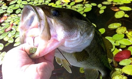 The Lowdown On Percy Priest Fishing